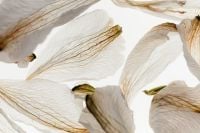 Kaboompics - Backlit Dried White Petals with Fine Veins, Soft Floral Texture Background