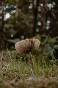 Kaboompics - Close Up of Mushroom Cap in Forest Grass