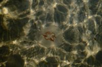 Kaboompics - Jellyfish Underwater in Clear Coastal Water