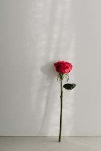Kaboompics - Long Stem Red Rose on White Wall with Leaf and Shadow