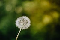Kaboompics - Single Dandelion Seed Head Against Dark Green and Golden Bokeh