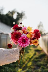 Kaboompics - Colorful Dahlia Bouquet In Greenhouse Garden At Sunset
