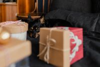 Kaboompics - Small Dog Framed by Colorful Wrapped Christmas Presents