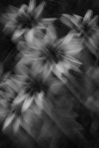 Kaboompics - Abstract Black and White Rudbeckia Flowers in Soft Focus