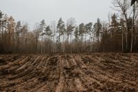Autumn Forest Walk in Fog: Fall Foliage, Woodland Textures and Dog Photography