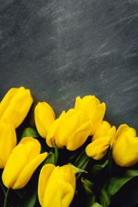 Kaboompics - Yellow Tulips Along the Bottom of Gray Copy Space