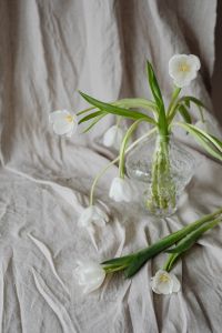 Kaboompics - Tall White Tulip Bouquet in a Glass Vase with Loose Stems on Linen