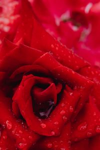 Kaboompics - Deep Red Rose Close-Up with Raindrops