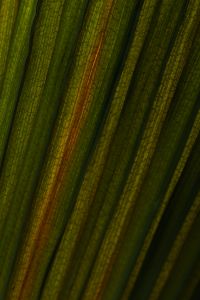 Kaboompics - Vertical Green Leaf Lines Minimal Natural Background