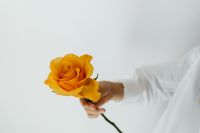 Kaboompics - Single Orange Rose in Hand for Flower Shop and Beauty Branding