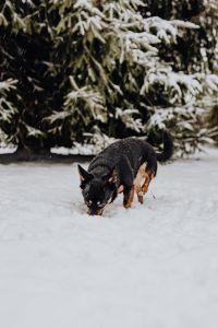 Kaboompics - Close-Up of Black-and-Tan Dog Sniffing Snow beneath Evergreen Branches