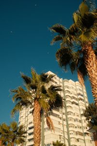 Kaboompics - Malaga Palm Trees and High-Rise Buildings