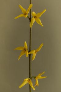 Kaboompics - Yellow Flowers on a Minimal Stem