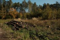 Kaboompics - Stacked Logs in a Forest Clearing on a Sunny Autumn Day