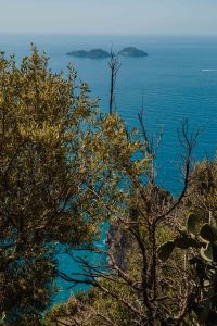 Kaboompics - Offshore Islands Seen through Mediterranean Branches on the Amalfi Coast