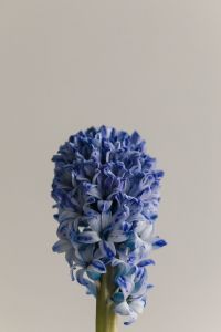 Kaboompics - Blue Hyacinth Bloom Close-Up with Blue and White Petal Detail