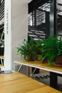 Kaboompics - Green fern plants in pots