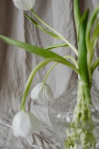 Kaboompics - Close-Up of Drooping White Tulip Blooms Beside a Glass Vase on Neutral Fabric
