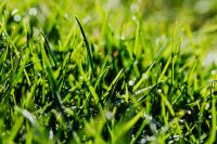 Kaboompics - Dense Green Grass Macro with Layered Blades and Dappled Light, Spring Lawn Background