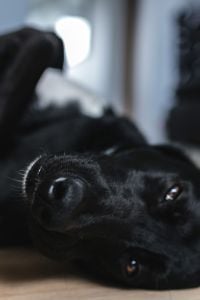 Black Dog at Home