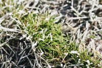 Kaboompics - Frost covered grass in the morning