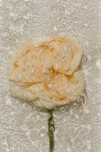 Kaboompics - Pale Peach Flower Beneath Water-Dappled Glass, Vertical Botanical Macro Background