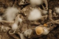 Kaboompics - Close-Up of Dark Mold and White Petri Dish Colonies