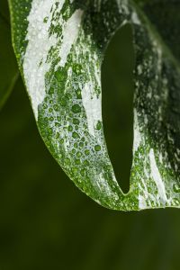 Kaboompics - Monstera Variegata Leaf Close-Up with Water Drops
