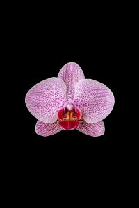 Kaboompics - Pink Yellow And Purple Orchid Flowers On Black Background