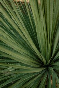 Kaboompics - Radial Fan Palm Leaf Texture