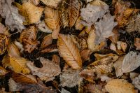 Kaboompics - Autumn leaves - shades of brown and orange