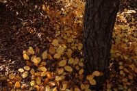 Kaboompics - Golden Fallen Leaves Around a Tree Trunk in Autumn