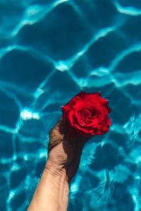 Kaboompics - Hand & fresh garden rose on the blue water of a swimming pool