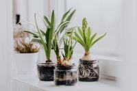 Kaboompics - Sprouting Hyacinth Bulbs with Visible Roots in Glass Jars