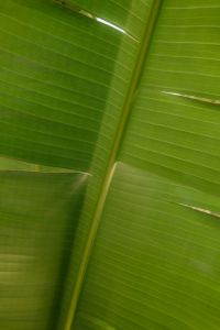 Kaboompics - Banana Leaf Close Up Texture