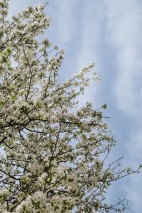 Kaboompics - Blooming Tree Branches Against Spring Sky
