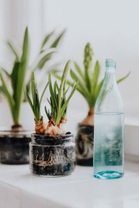 Kaboompics - Hyacinth and Muscari Bulbs in Glass Jars with Blue Bottle