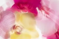 Kaboompics - Pink and Yellow Orchid Motion Blur Wide Background