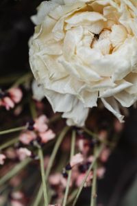 Kaboompics - Close-Up of Dried White Rose Petals over Blurred Pink Filler Flowers, Soft-Focus Floral Macro