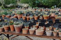Kaboompics - Layered Green Houseplants in Ceramic Pots