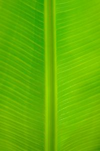 Kaboompics - Green Tropical Leaf Texture Background