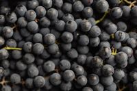 Kaboompics - Overhead Cluster of Black Grapes