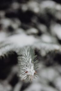 Kaboompics - Branches covered with fresh snow // Spruce, Coniferous Tree