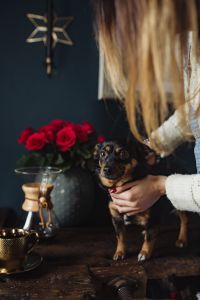 Kaboompics - Blonde Woman Holding a Small Dog beside Chemex Coffee and Red Roses at Home