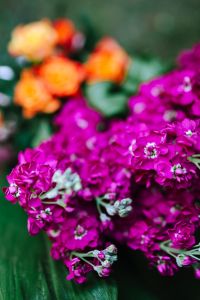 Kaboompics - Magenta Matthiola Flower Cluster in a Shallow-Focus Composition