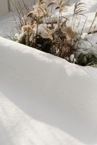 Kaboompics - Smooth Snowdrift with Ornamental Grasses