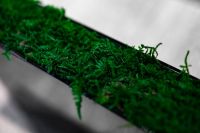 Kaboompics - Green plant in a long flowerpot