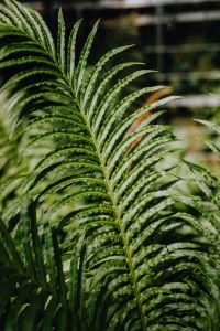 Kaboompics - Detailed Fern Foliage in Greenhouse Light