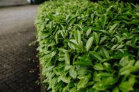 Kaboompics - Municipal greenery