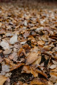 Kaboompics - Autumn leaves - shades of brown and orange